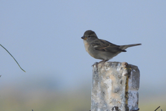 Passer domesticus