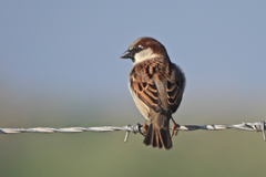 Passer domesticus