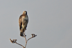 Buteo jamaicensis