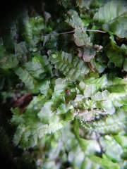 Heteroscyphus oblongifolius