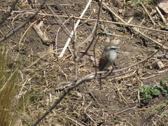 Ochthoeca leucophrys