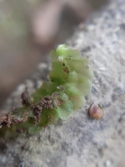 Heteroscyphus oblongifolius