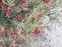 Cylindropuntia leptocaulis