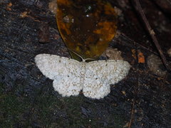 Catoria sublavaria