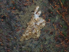 Racotis boarmiaria