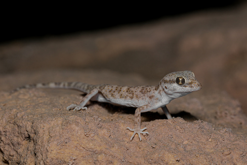 Thickhead Rock Gecko, Bunopus crassicauda