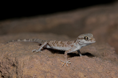 Thick-Tailed Tuberculated Gecko photo 3