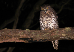 Powerful Owl photo 5