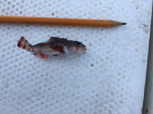 Sonora scorpionfish (Scorpaena sonorae) — Scorpaenidae