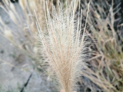 Bothriochloa barbinodis