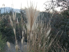 Bothriochloa barbinodis