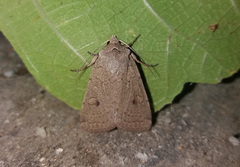 Xestia castanea
