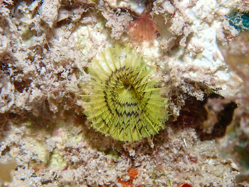 Yellow Fanworm
