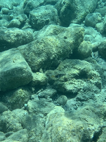 Serranus scriba