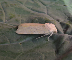 Noctua fimbriata
