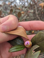 Rhododendron carolinianum