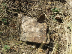 Stegosatyrus imbrialis