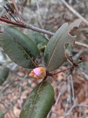 Rhododendron carolinianum