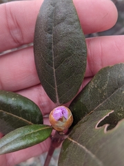 Rhododendron carolinianum