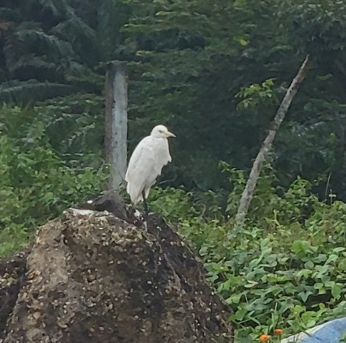 Western Cattle-Egret