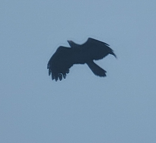 African Harrier-Hawk