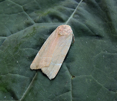Noctua fimbriata