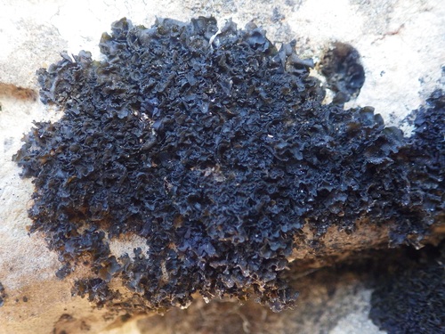 Representative image of Blennothallia