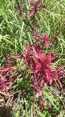 Iresine diffusa herbstii