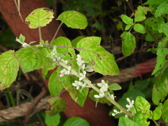 Raja bandi, CC BY, iNaturalist via GBIF Ouret lanata, photograph Raja bandi, CC BY, iNaturalist via GBIF