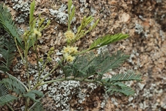 Acacia deanei