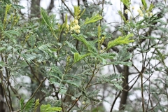 Acacia deanei