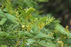 Acacia deanei