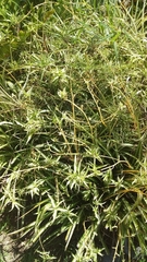 Pteris cretica