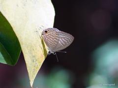 Jamides alecto alocina