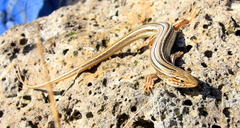 Ctenotus
