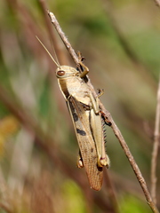 Acanthacris