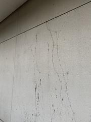 Linepithema humile