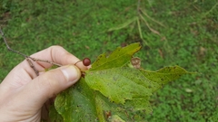 Celtis smallii