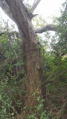 Celtis smallii