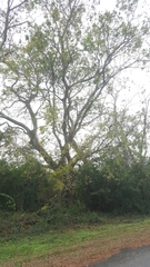 Celtis smallii
