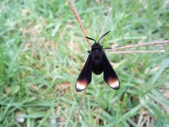 Myrmecopsis strigosa