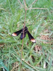 Myrmecopsis strigosa