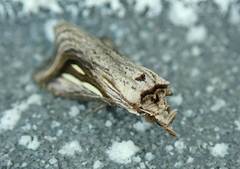 Schistorhynx argentistriga