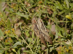 Acanthacris