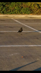 Corvus brachyrhynchos