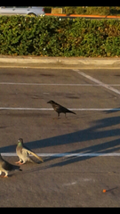 Corvus brachyrhynchos