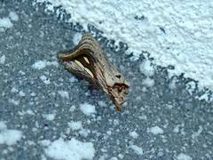 Schistorhynx argentistriga