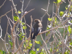 Ficedula