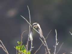 Ficedula