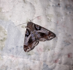 Calyptis